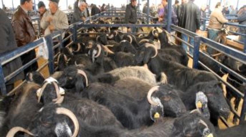 Burdur&rsquo;da Canlı Hayvan Pazarları Yeniden A&ccedil;ıldı