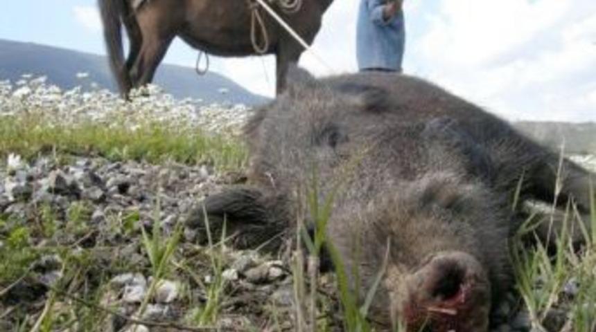 A&ccedil; Kalan Domuzlar Pamuk Tarlalarına Dadandı