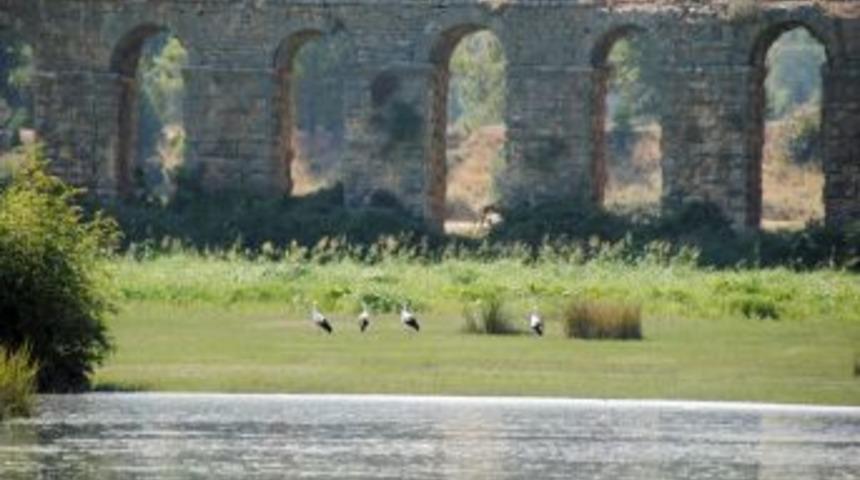 Oymapınar'a Gelen 4 Leylek Su Kenarında Beslenmeye Başladı