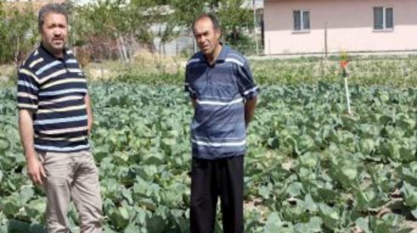 Kangal&rsquo;da Bah&ccedil;e Tarımı Gelişiyor