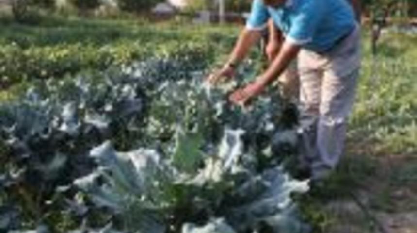 Osmancık'ta brokoli de yetişiyor