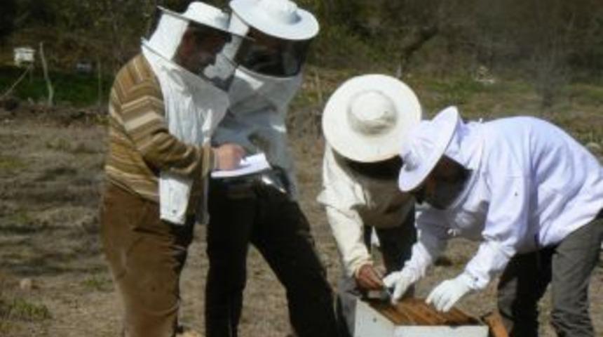 Bilin&ccedil;siz Tarım Ilacı Kullanımı Trakya&rsquo;da Arı &Ouml;l&uuml;mlerine Yol A&ccedil;ıyor