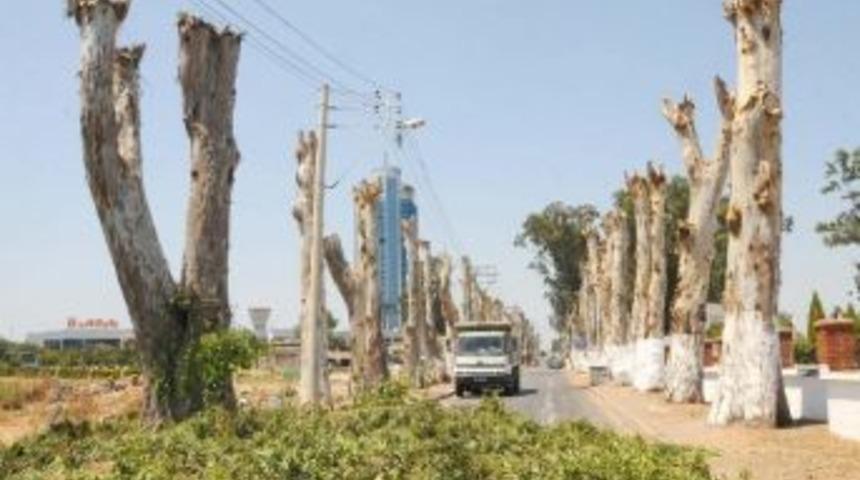 Bir Taş, &Uuml;&ccedil; Kuş