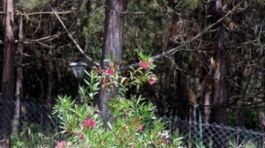 Kocaeli'de Hibe Kovanlardan İlk Bal Alındı