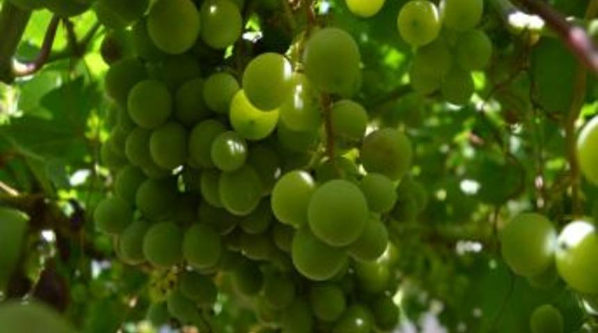 Ziraat Odası Başkanı Okur: Kuru &Uuml;z&uuml;m Şifa Kaynağımızdır