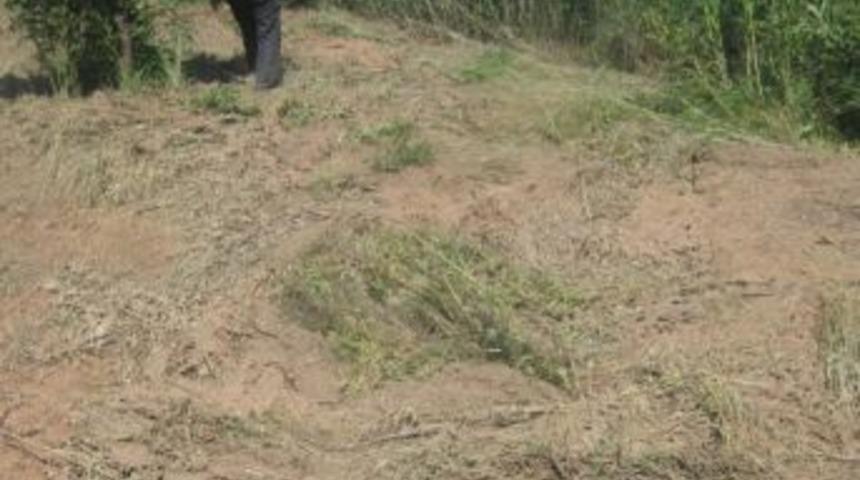 Kayısı Bah&ccedil;eleri Sular Altında Kaldı,