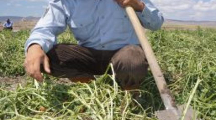 Pasinler'de Dolu, Patates Ve Ayçiçeği Tarlalarını Vurdu