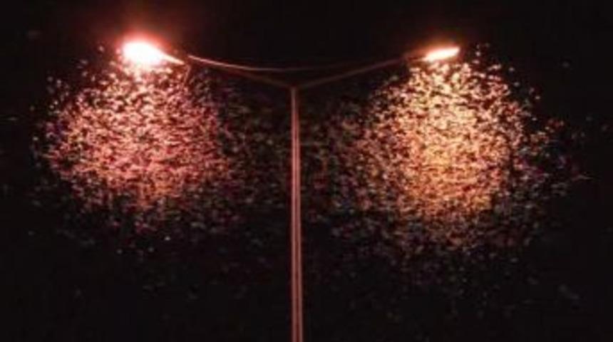 'Birg&uuml;n' Sineklerinin '&ouml;l&uuml;m Dansı' Başladı