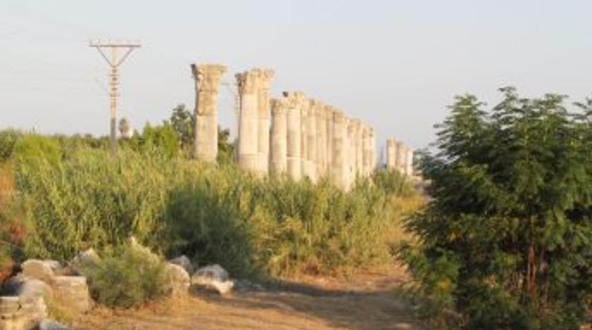 Soli otlara b&uuml;r&uuml;nd&uuml;