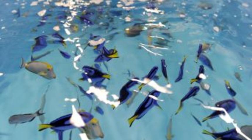 Akvaryumun Balıkları Gelmeye Başladı