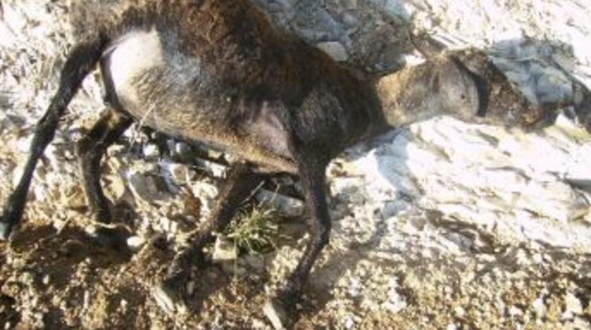 &Ccedil;aldıran'da Dolu Vurdu, 60 Koyun Telef Oldu