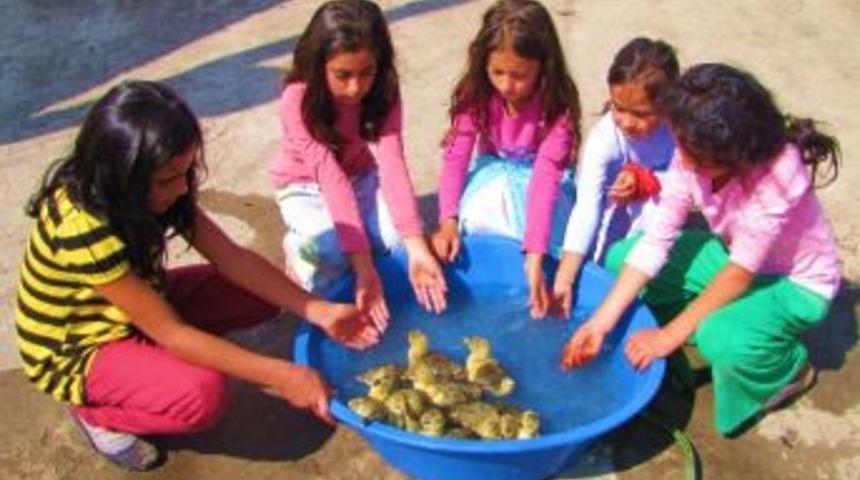 Köy Çocuklarından Kaz Yavrularına Leğende Serinlik