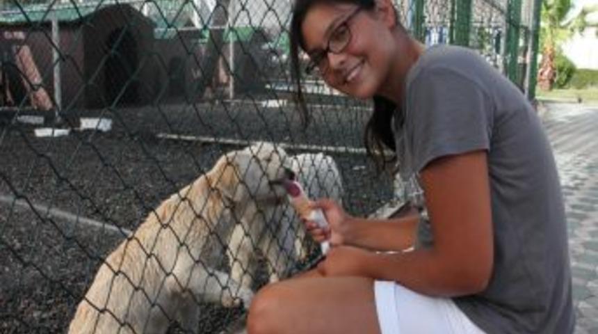 Sıcaktan Bunalan Hayvanlar Su Ve Dondurma Ile Serinliyor