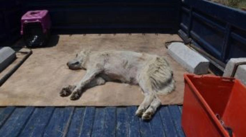 İzmir&rsquo;de Kuduz Dehşeti