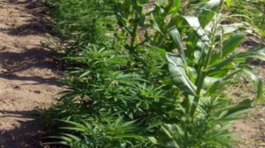 Mısır Tarlasında Kenevir &Ccedil;ıktı