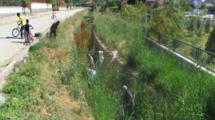 Dolan Sellikleri Vatandaşlar Temizlemeye Başladı