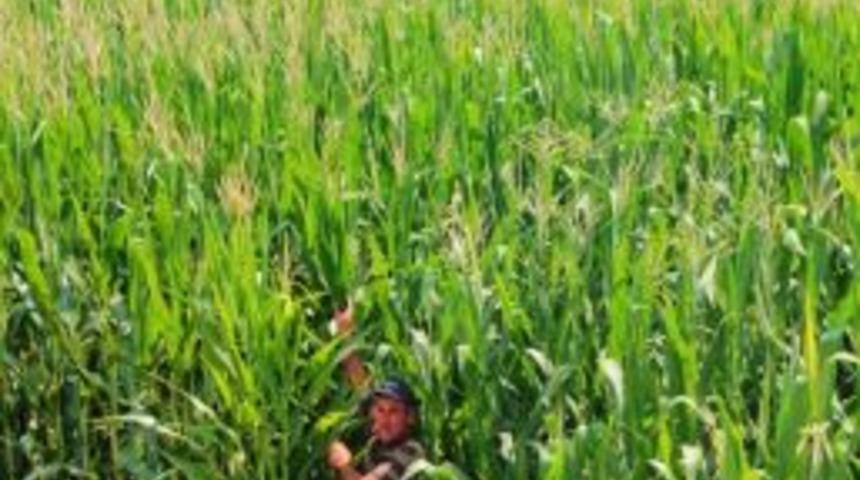 Ev Boyunda Mısır Yetiştirdi