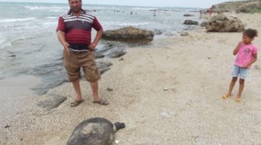 Yumurtalıkta Caretta &Ouml;l&uuml;mleri Devam Ediyor
