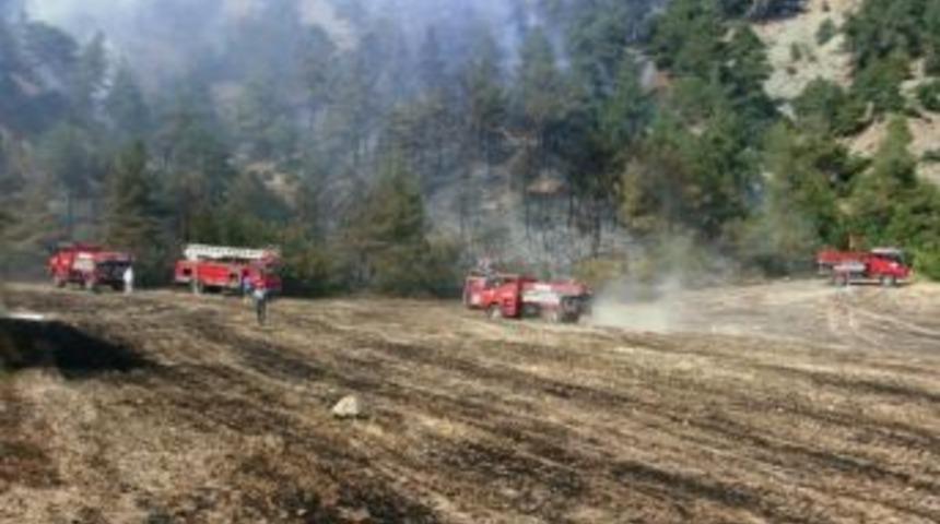 Taraklı'da Orman Yangını