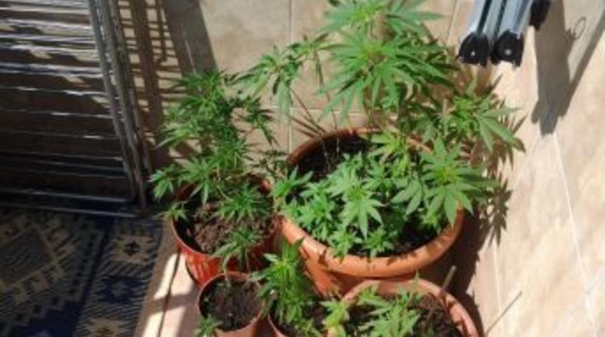 Evin Balkonunda Kenevir Tarlası