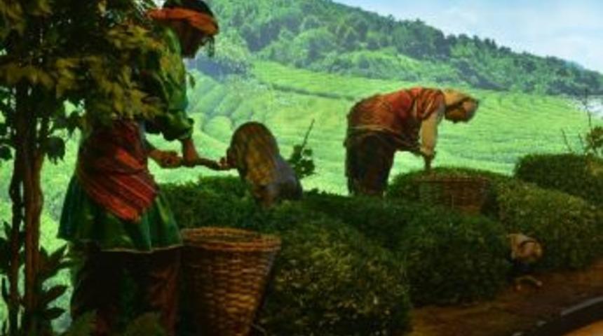 Doğal Yaşam M&uuml;zesi Son Aşamada