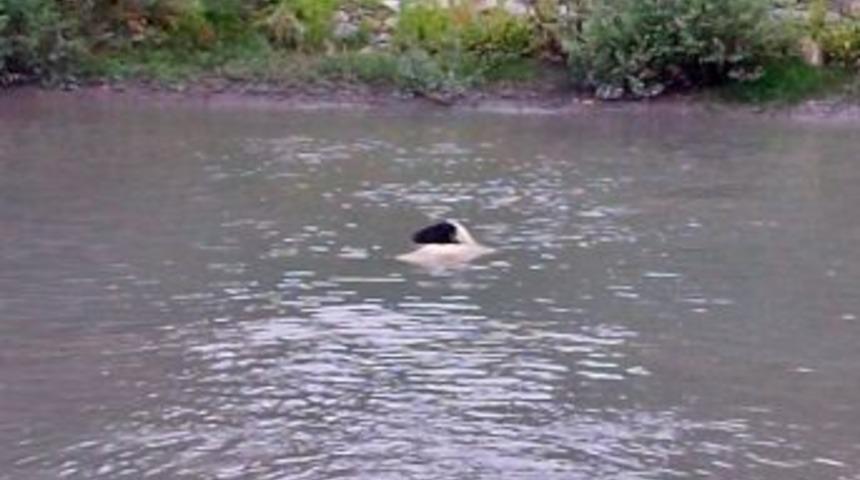 Derede Mahsur Kalan Koyunu Sivil Savunma Kurtardı