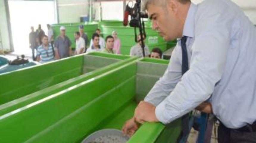 İK&Ccedil;&Uuml; Su &Uuml;r&uuml;nleri Fak&uuml;ltesi Y&uuml;zde 0,7 Tuzlulukta Alabalık &Uuml;retti