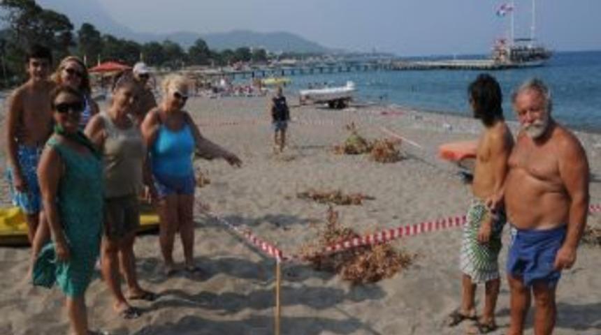 Caretta Caretta Yuvalarına Koruma