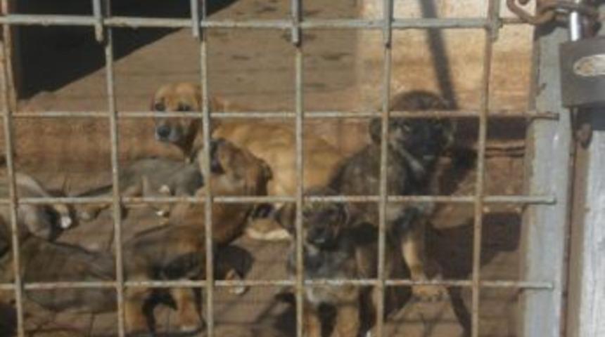 Urla Hayvan Barınağı &Ccedil;ağdışı G&ouml;r&uuml;n&uuml;m&uuml;nde