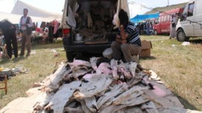 Tuluk Sezonu Başladı