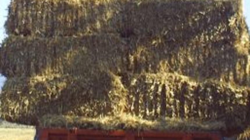 Kırıkkale'de Saman Fiyatları 3'e Katlandı, Besiciler Endişeli