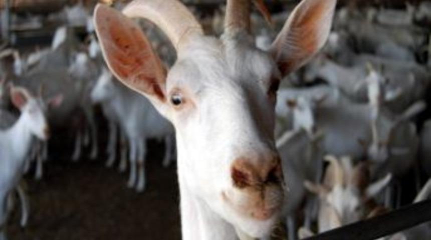 Serin İklim Hayvanı Olan İsvi&ccedil;re'nin Saanen Ke&ccedil;ileri, Adıyaman&rsquo;ın Bunaltıcı Sıcaklarından Klimalarla Korunuyor