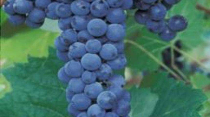 Kara &Uuml;z&uuml;m Kanser D&uuml;şmanı