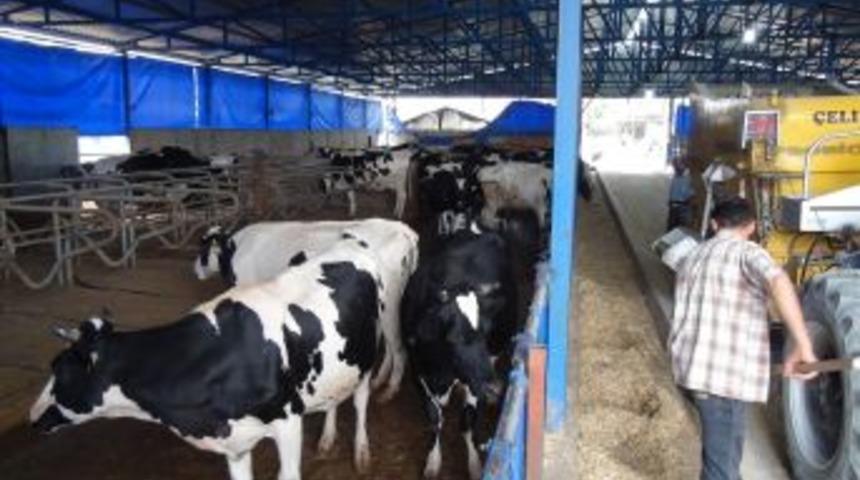 &Ccedil;iftlik Kurdu, El Değmeden S&uuml;t &Uuml;retiyor