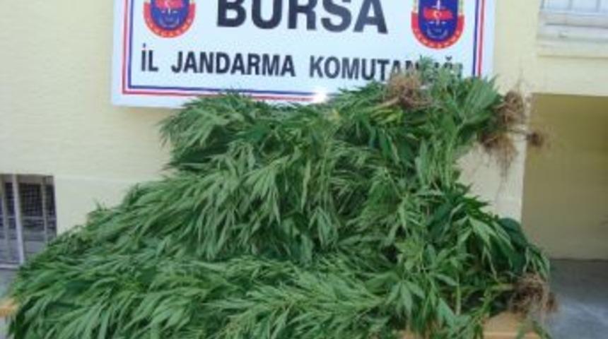 Esrar Satışı Yapan Kardeşlere Jandarmadan Baskın