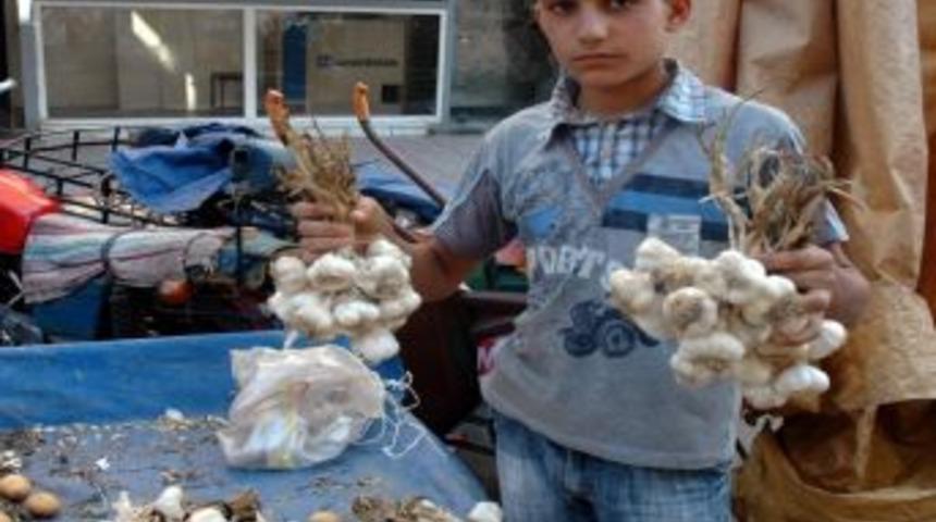 Diyarbakır&rsquo;da Sarımsak &Uuml;retimi Arttı