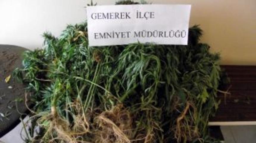 Sivas&rsquo;ta Uyuşturucu Tacirlerine Şok Baskın