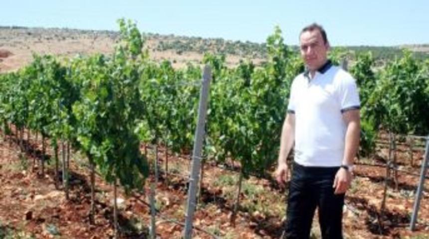 &Uuml;z&uuml;m &Uuml;reticilerini Bağ Salkım G&uuml;vesi Zararlısı Ve K&uuml;lleme Hastalığına Karşı Uyarı