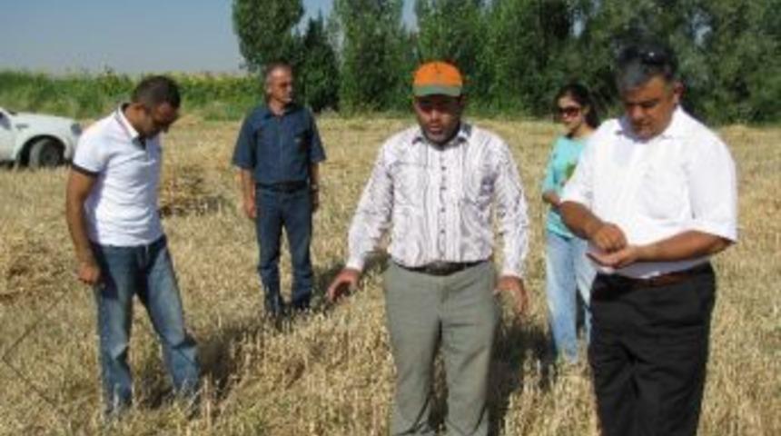 Ereğli&rsquo;de Buğday Hasadı S&uuml;r&uuml;yor