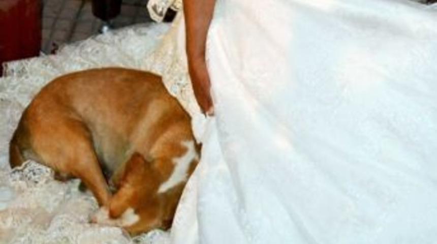 K&ouml;peğin Gelinlik &Uuml;zerindeki Uyku Keyfi