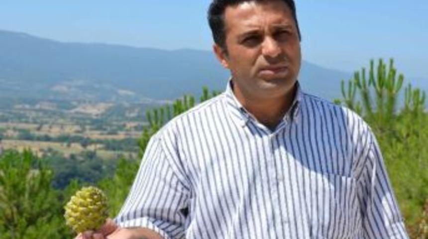 Simav&rsquo;da Fıstık &Ccedil;amı Sevinci