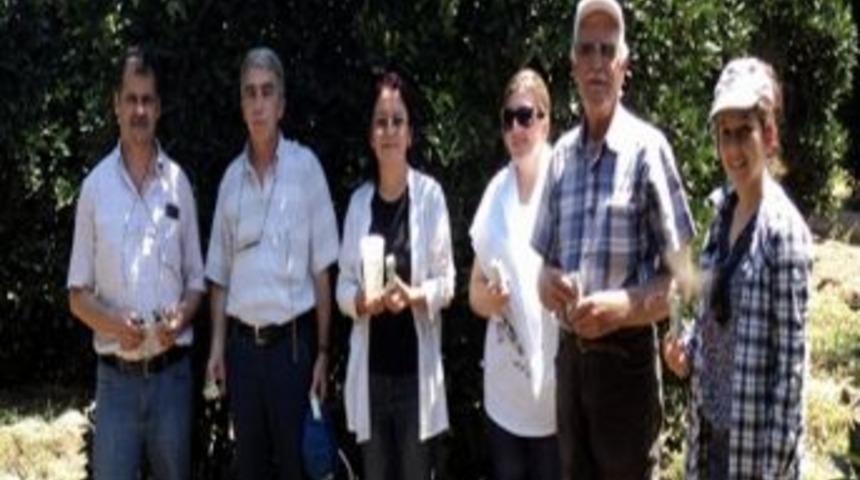 Turunçgilde Unlu Bitle Mücadele Devam Ediyor