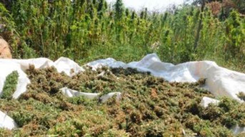 Kenevirle Kuşları Yemleyecekmiş