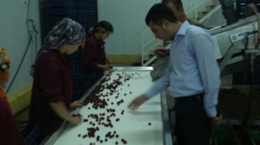 Kaymakam &Ccedil;ınar, Soğuk Hava Entegre Tesisleri'nde İncelemelerde Bulundu