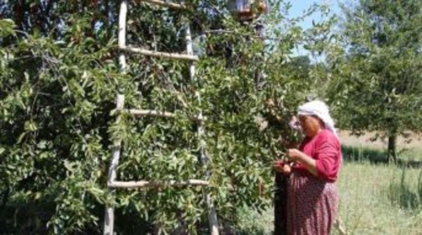 Vişne, 2 Lira 20 Kuruş Oldu