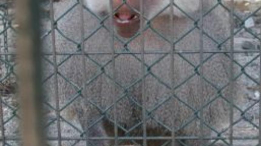 Sıcaktan Bunalan Hayvanlar Dondurma Yiyerek Serinliyor