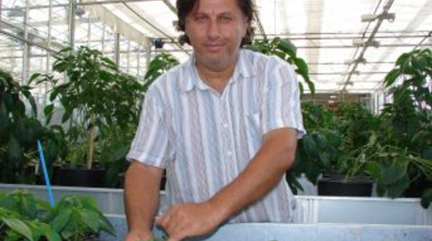 Yerli Karpuzlar Hem K&uuml;&ccedil;&uuml;k Hem De &Ccedil;ekirdeksiz Olacak