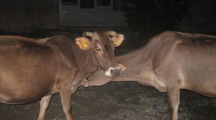 Başı boş gezen inekler