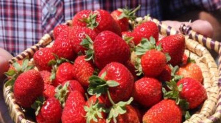 Bitlis&rsquo;in İlk &Ccedil;ilek Bah&ccedil;esinde Hasat Başladı