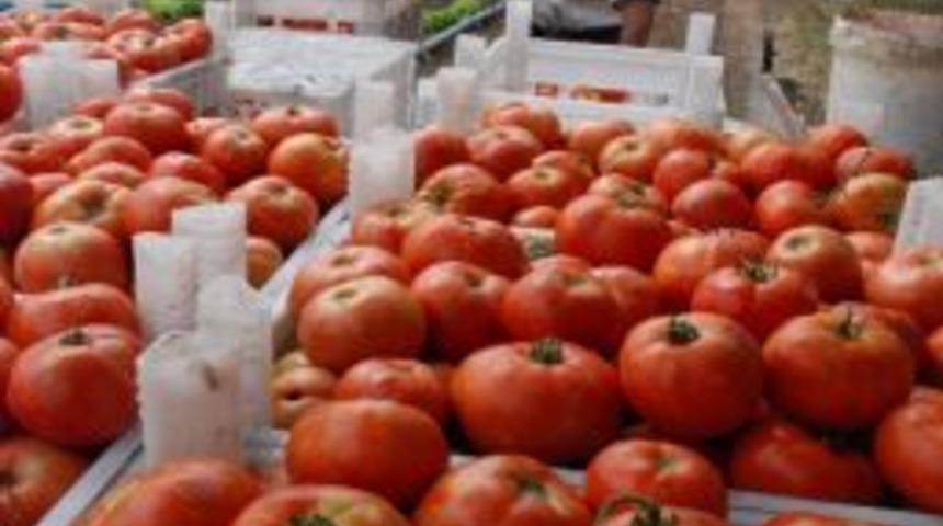 Domates Altın Yılını Yaşayacak